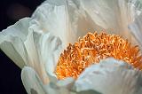 White Peony_25468